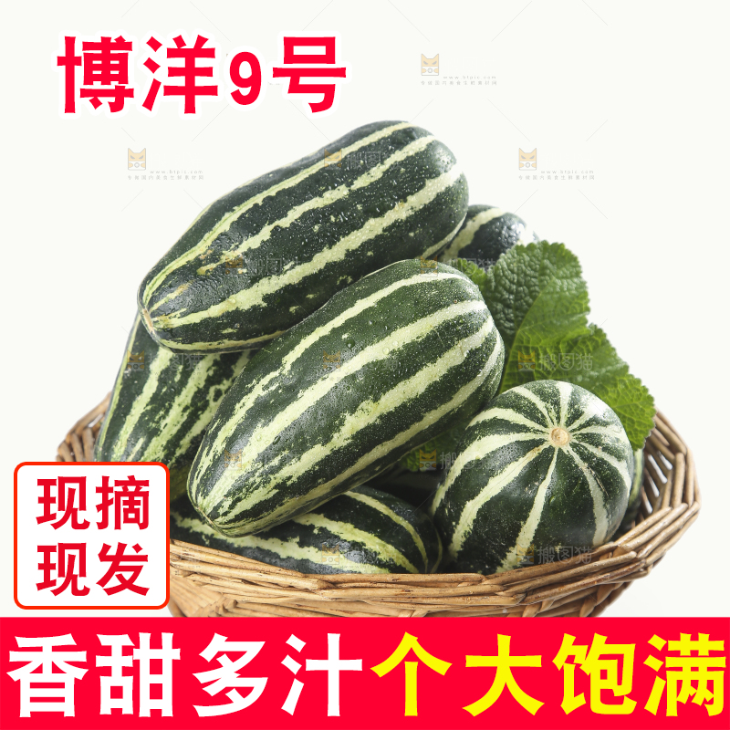 白底上的博洋9号