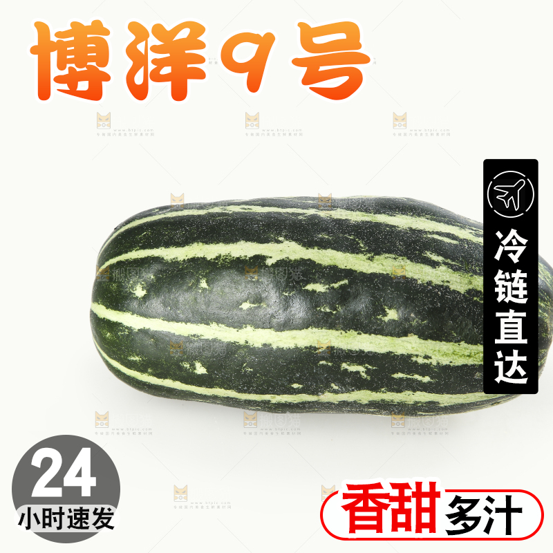 白底上的博洋9号