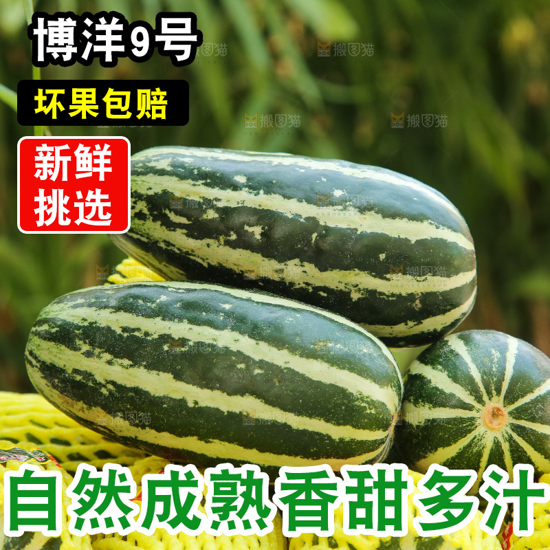 手里拿着博洋9号