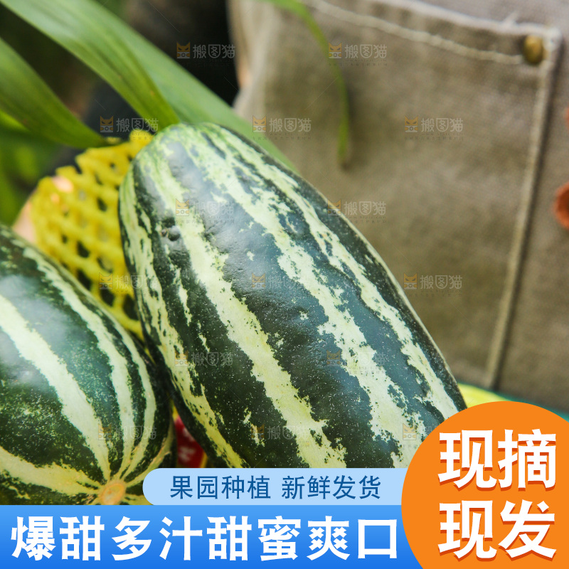 手里拿着博洋9号