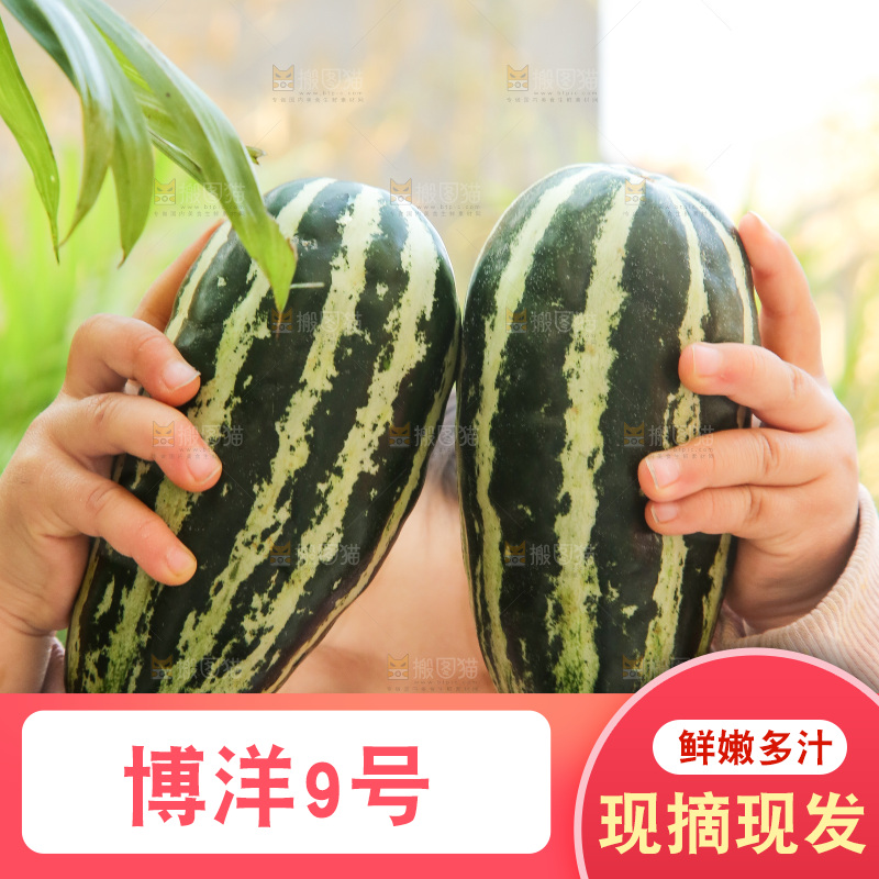 手里拿着博洋9号