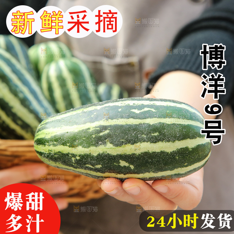 手里拿着博洋9号