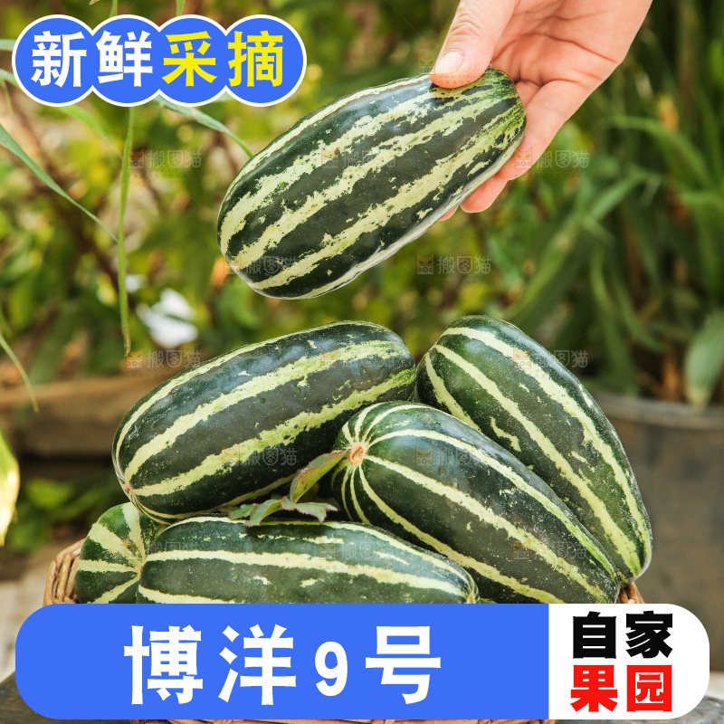 手里拿着博洋9号