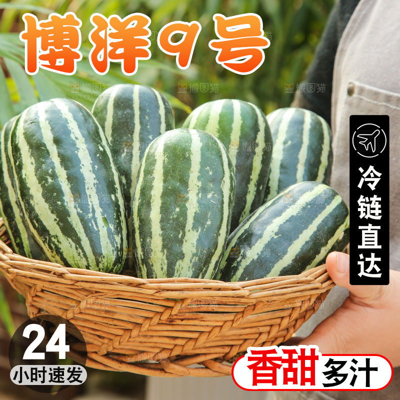 手里拿着博洋9号