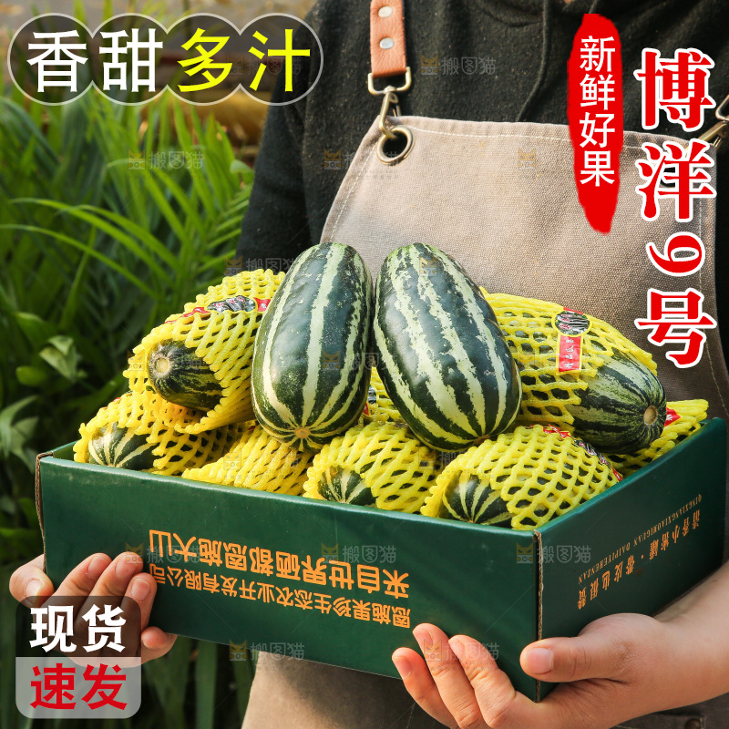 手里拿着博洋9号