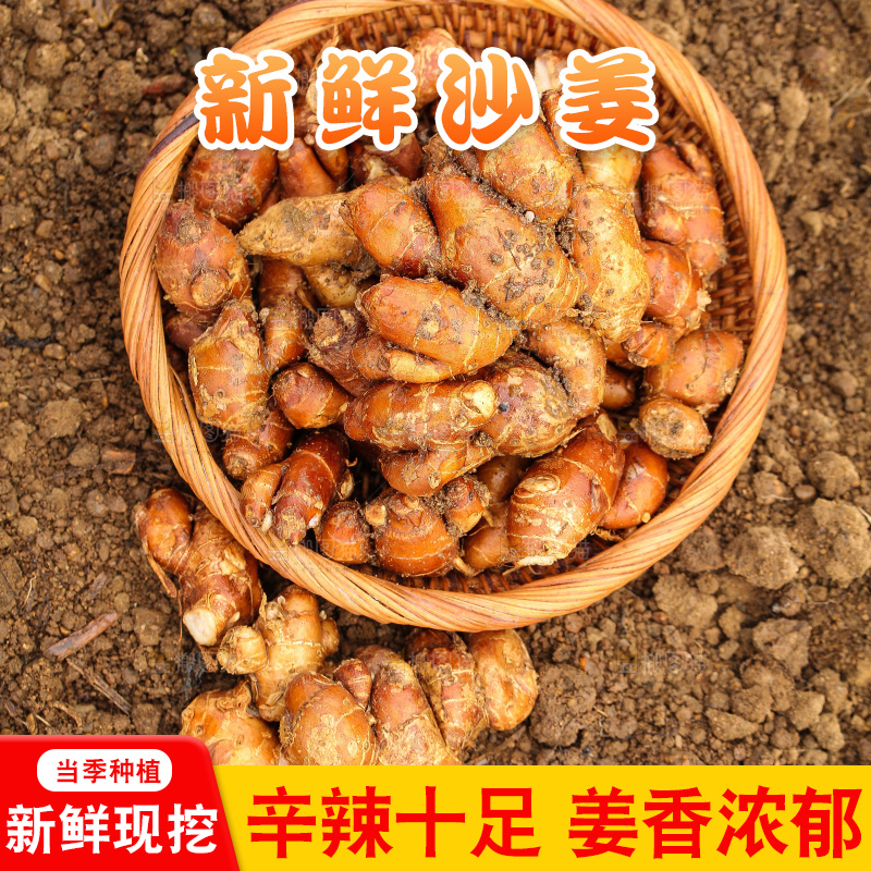 田地里的新鲜沙姜