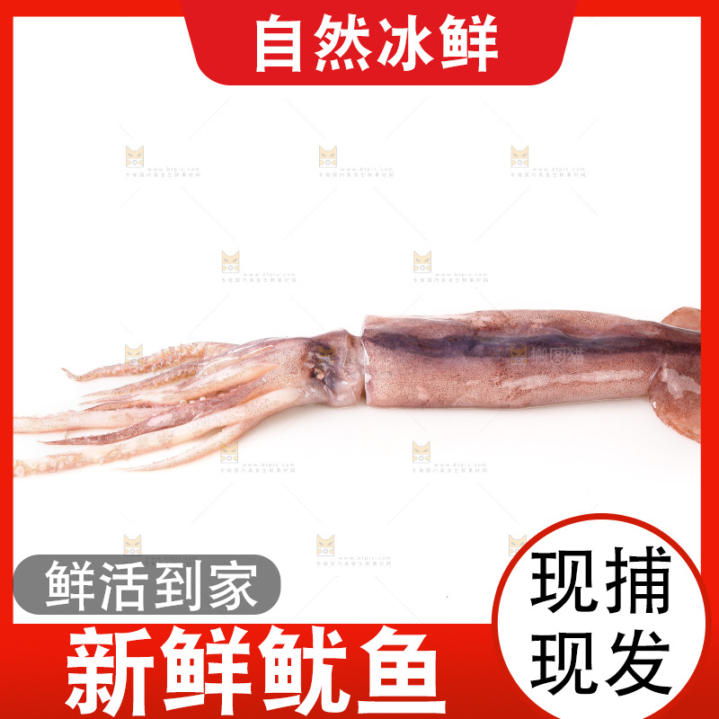 白底上的新鲜鱿鱼