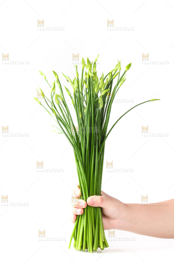 白底上的韭菜苔