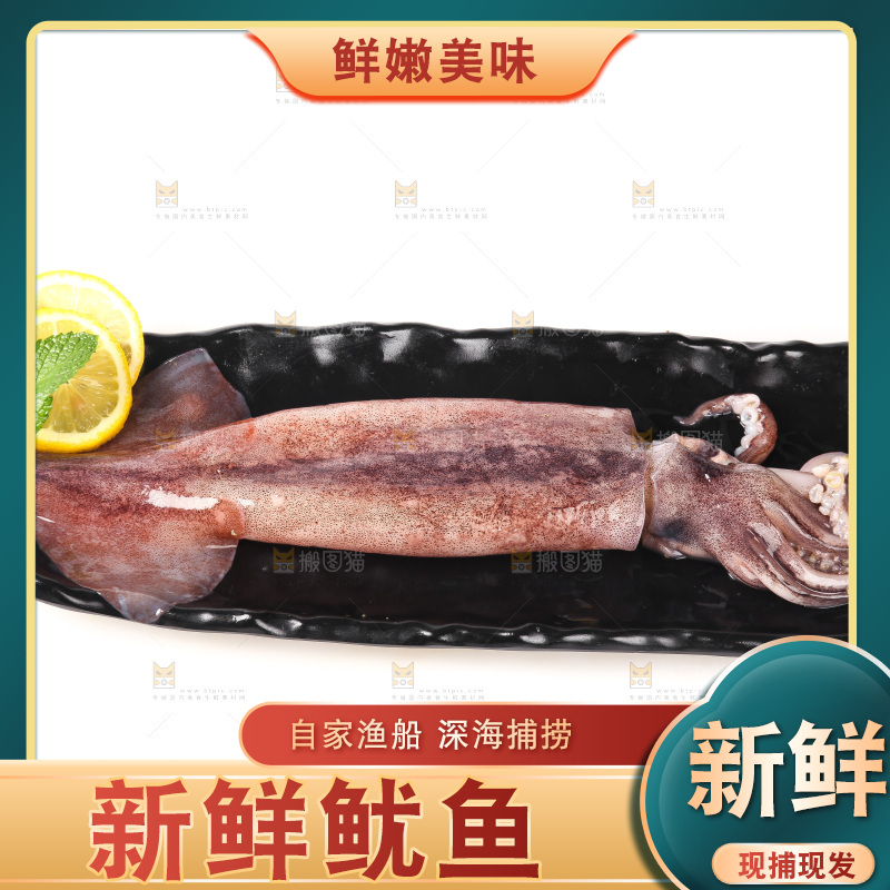 白底上的新鲜鱿鱼