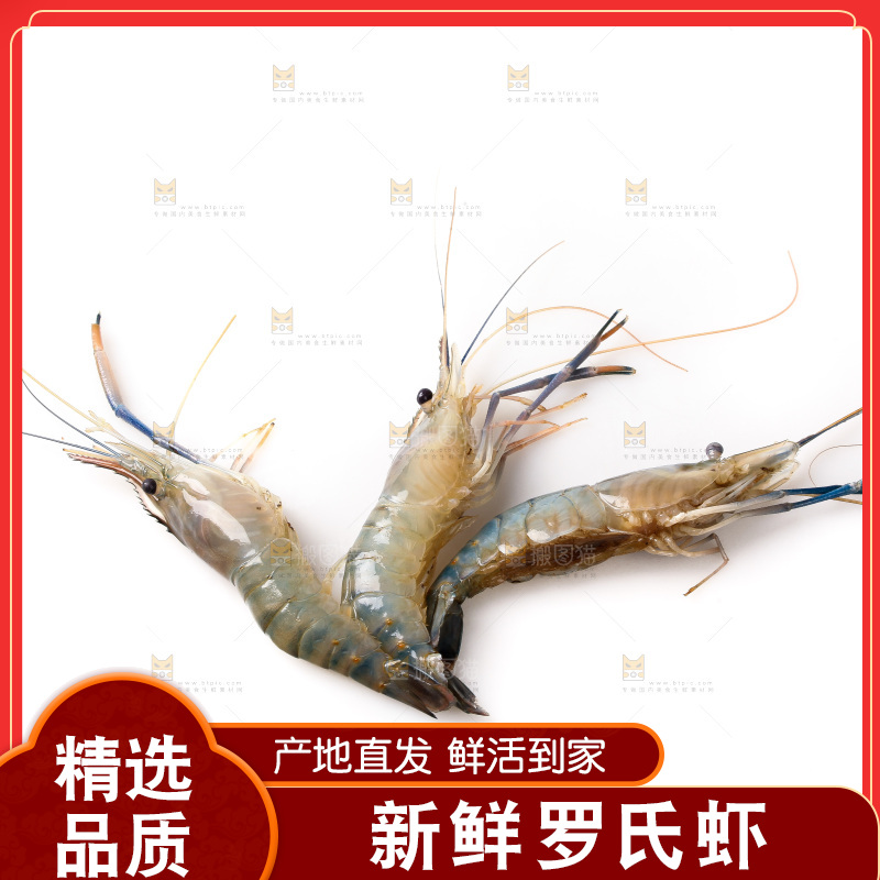 白底上的罗氏虾