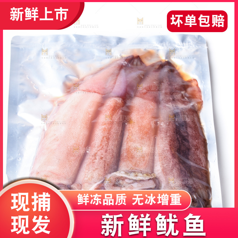 白底上的新鲜鱿鱼