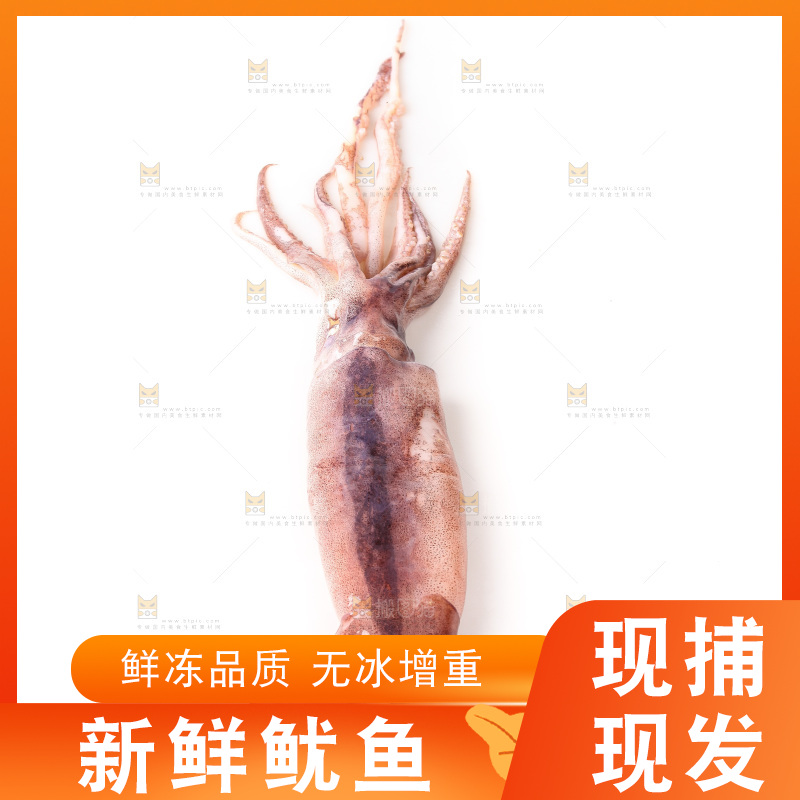 白底上的新鲜鱿鱼