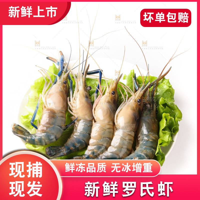 白底上的罗氏虾
