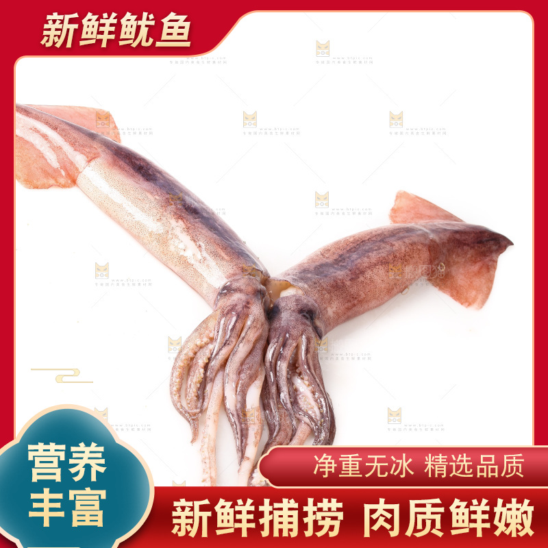 白底上的新鲜鱿鱼