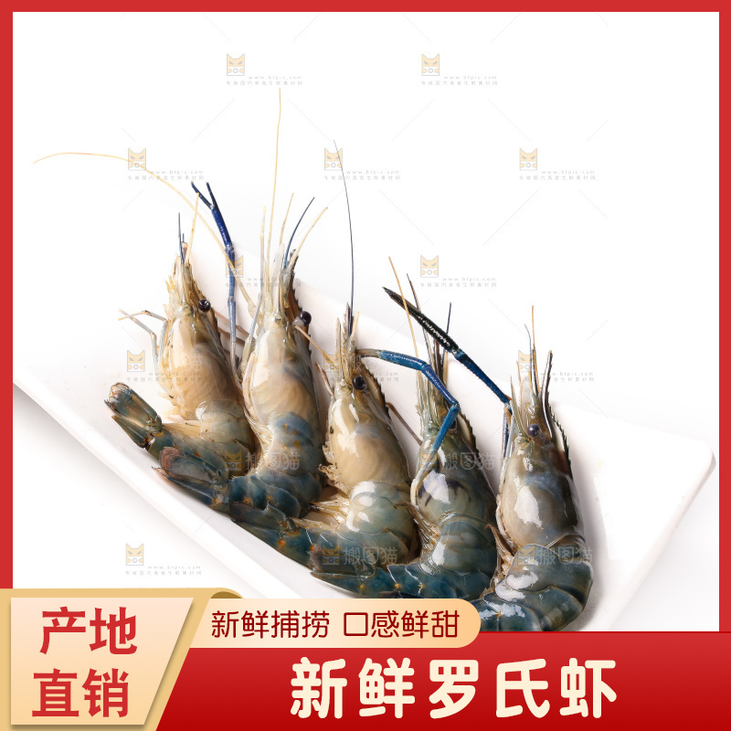 白底上的罗氏虾