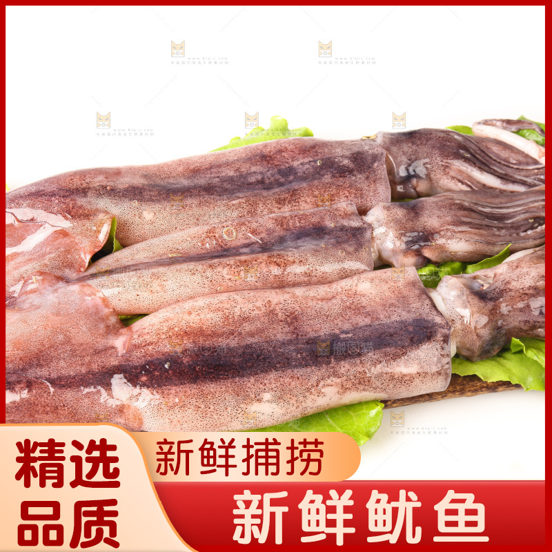 白底上的新鲜鱿鱼