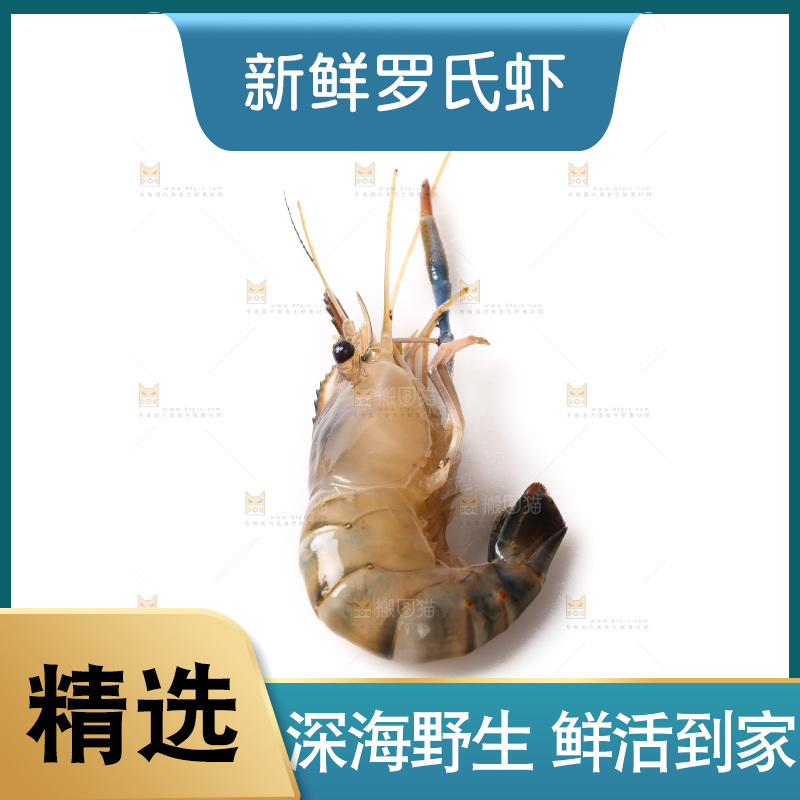 白底上的罗氏虾