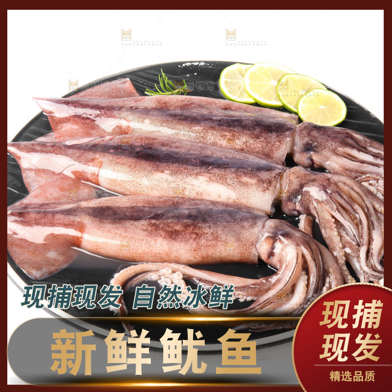 白底上的新鲜鱿鱼