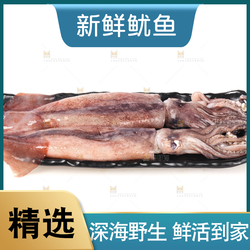 白底上的新鲜鱿鱼
