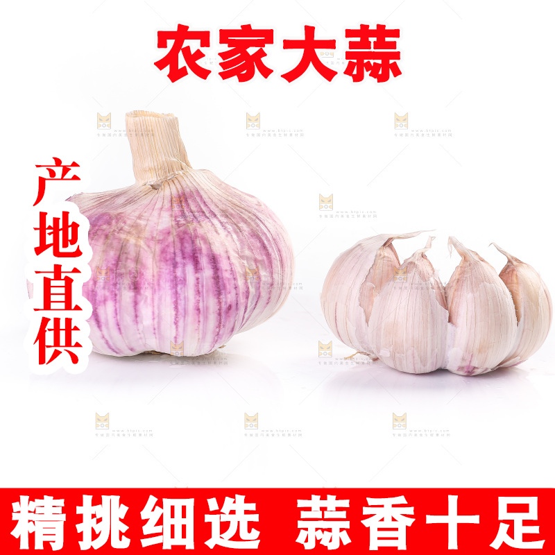 白底上的紫皮大蒜