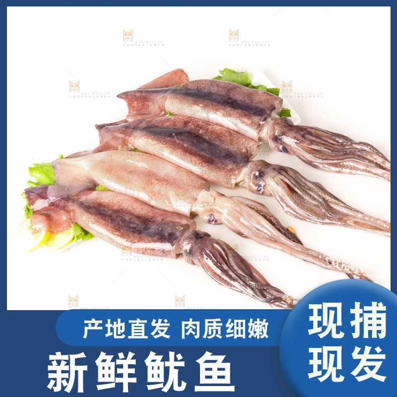 白底上的新鲜鱿鱼