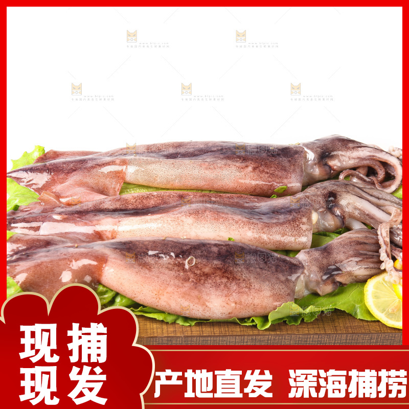 白底上的新鲜鱿鱼