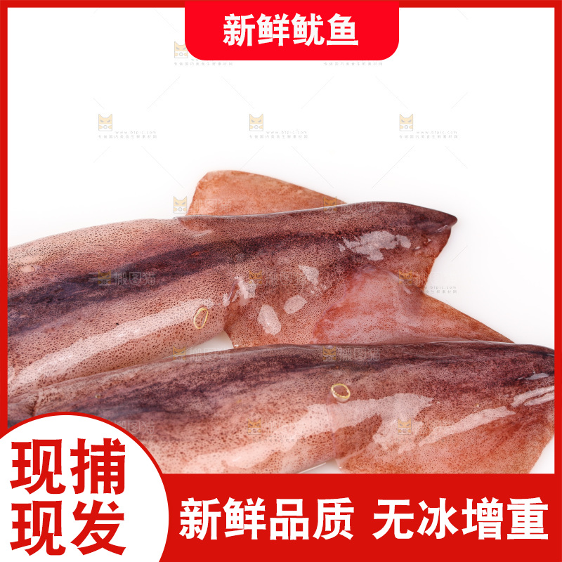 白底上的新鲜鱿鱼