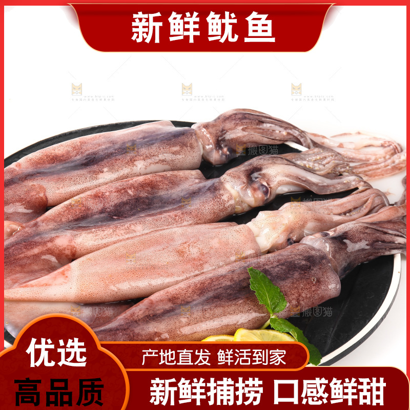 白底上的新鲜鱿鱼