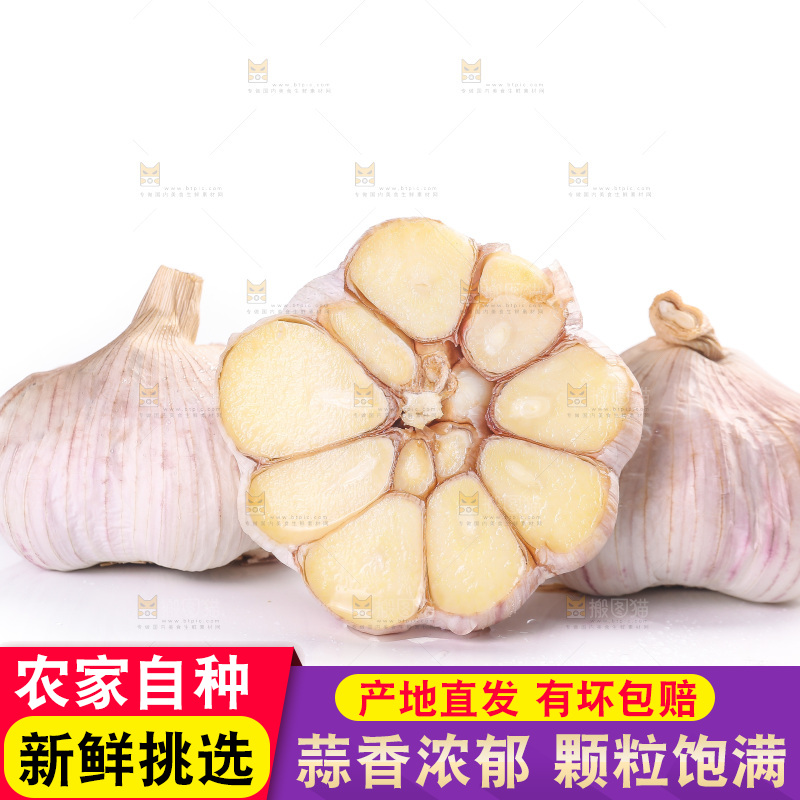 白底上的紫皮大蒜