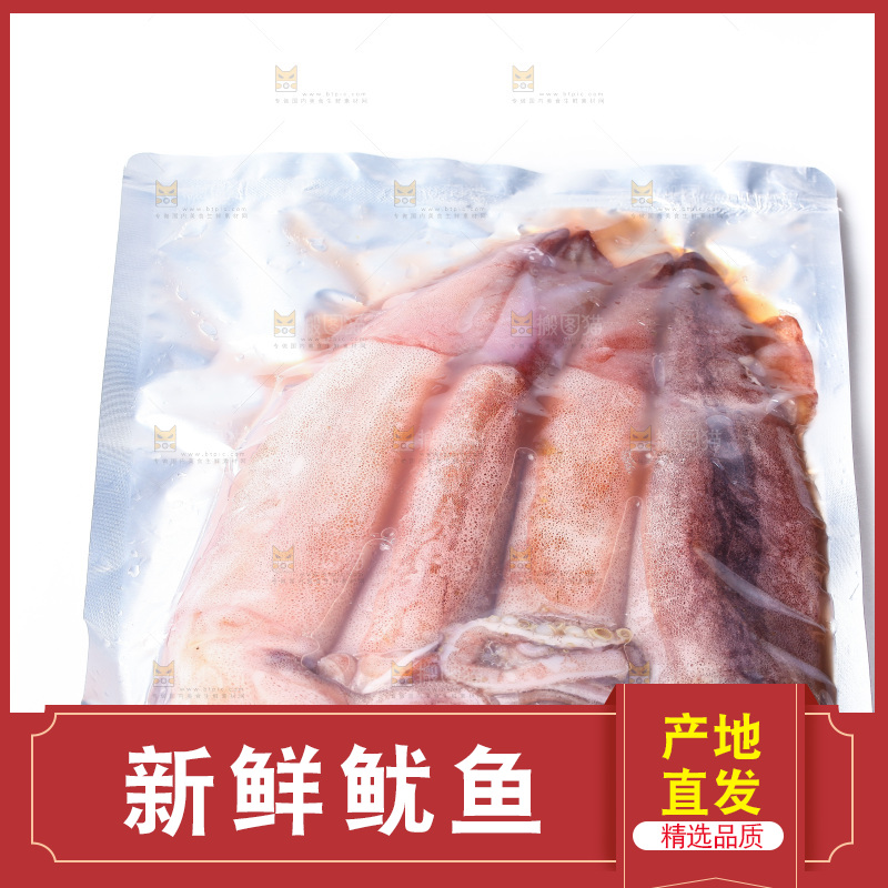 白底上的新鲜鱿鱼