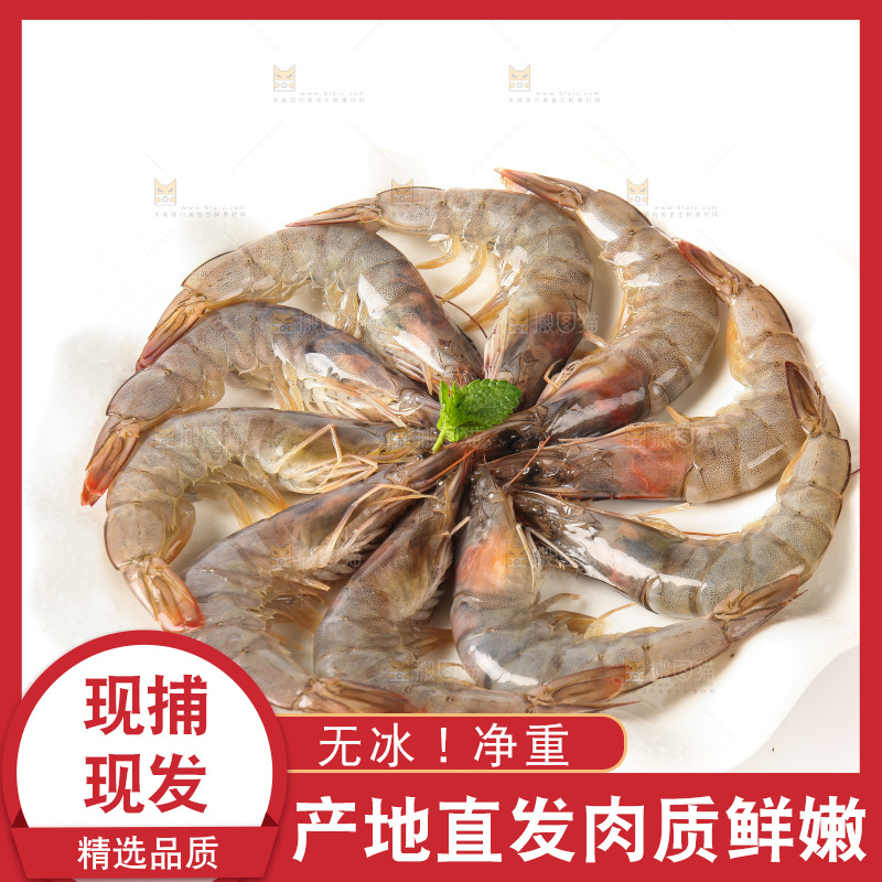 白底上的大虾