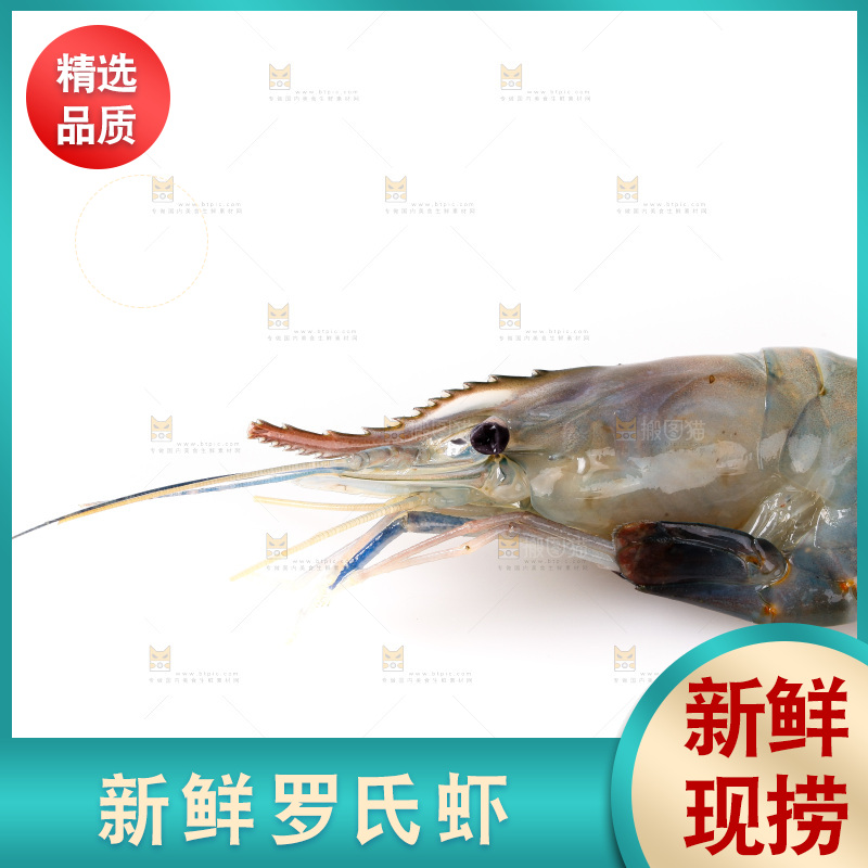 白底上的罗氏虾