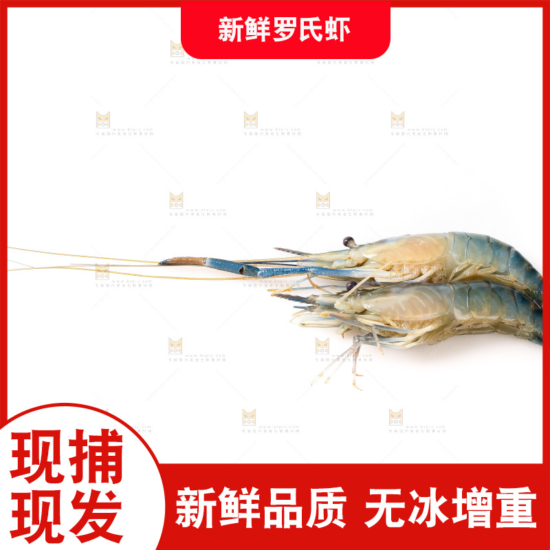 白底上的罗氏虾