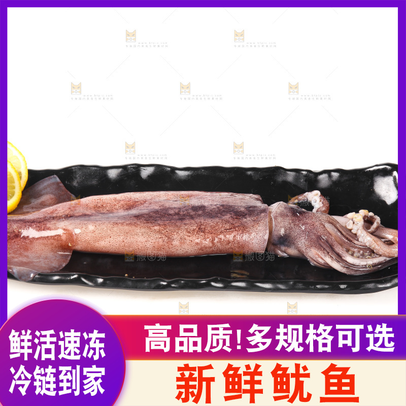 白底上的新鲜鱿鱼