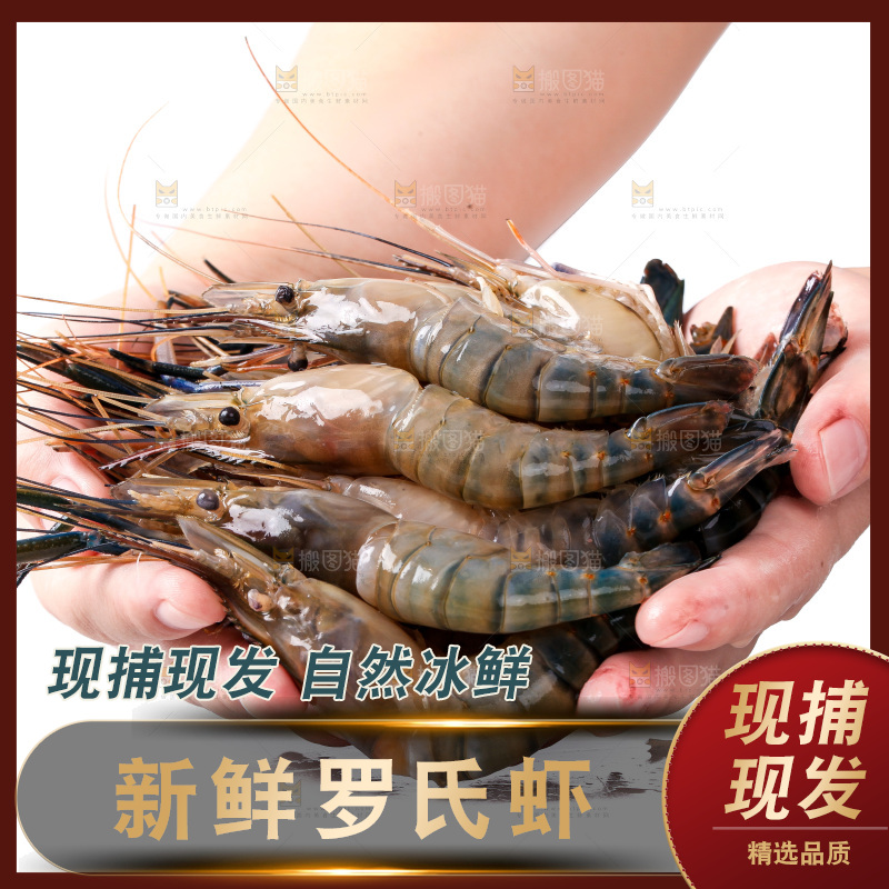 白底上的罗氏虾