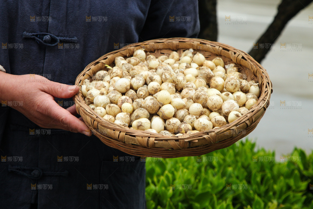 深底上的藠头籽