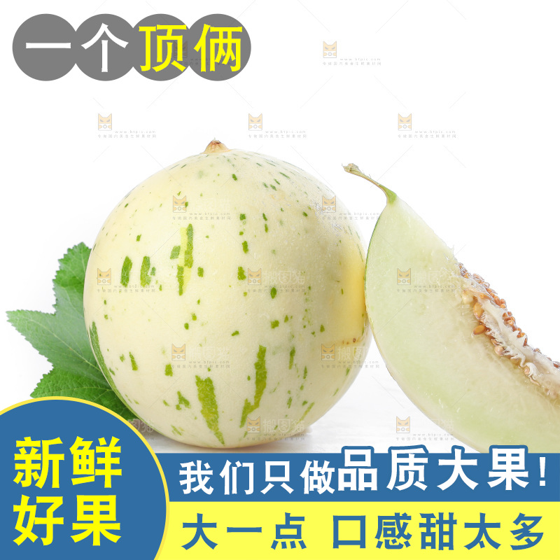 白底上的月露流星蜜瓜