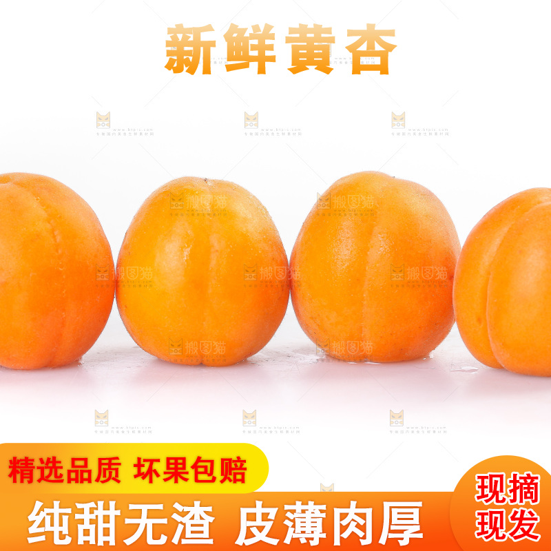 白底上的大黄杏