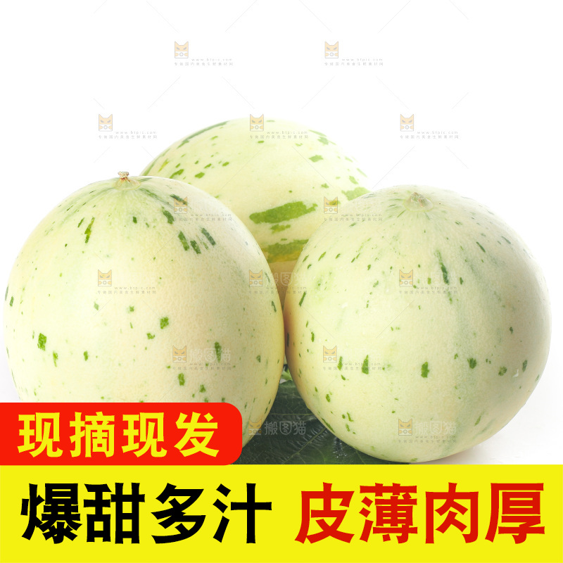 白底上的月露流星蜜瓜