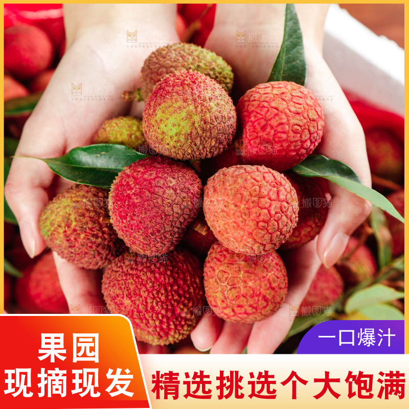 箱子里的妃子笑