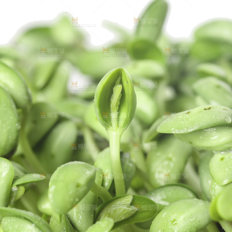 白底上的黑豆芽