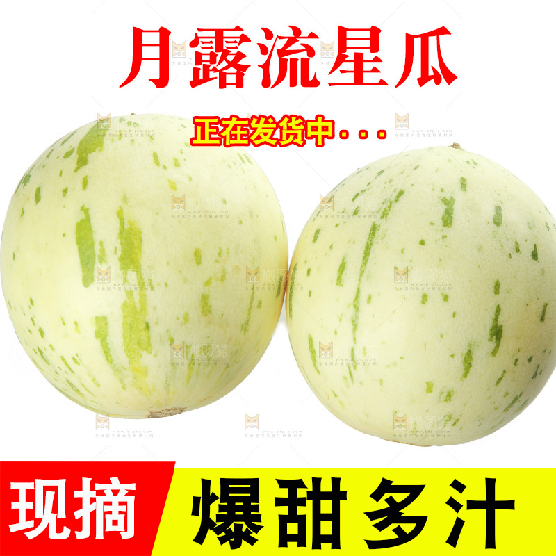 白底上的月露流星蜜瓜