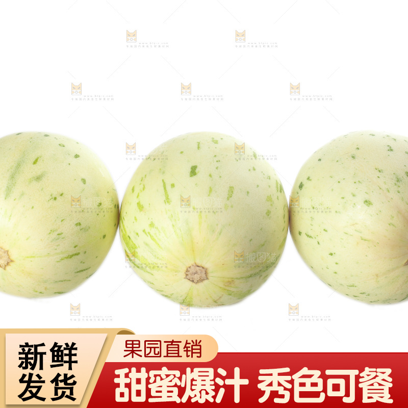 白底上的月露流星蜜瓜