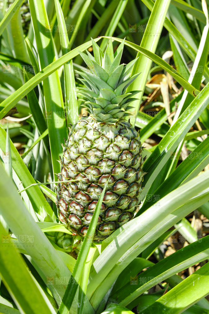 凤梨种植
