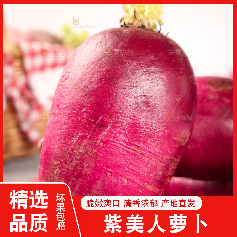 浅底上的紫美人萝卜