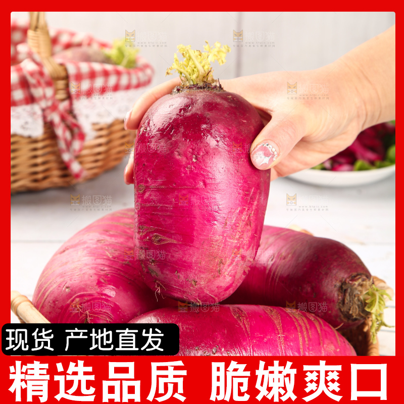 浅底上的紫美人萝卜