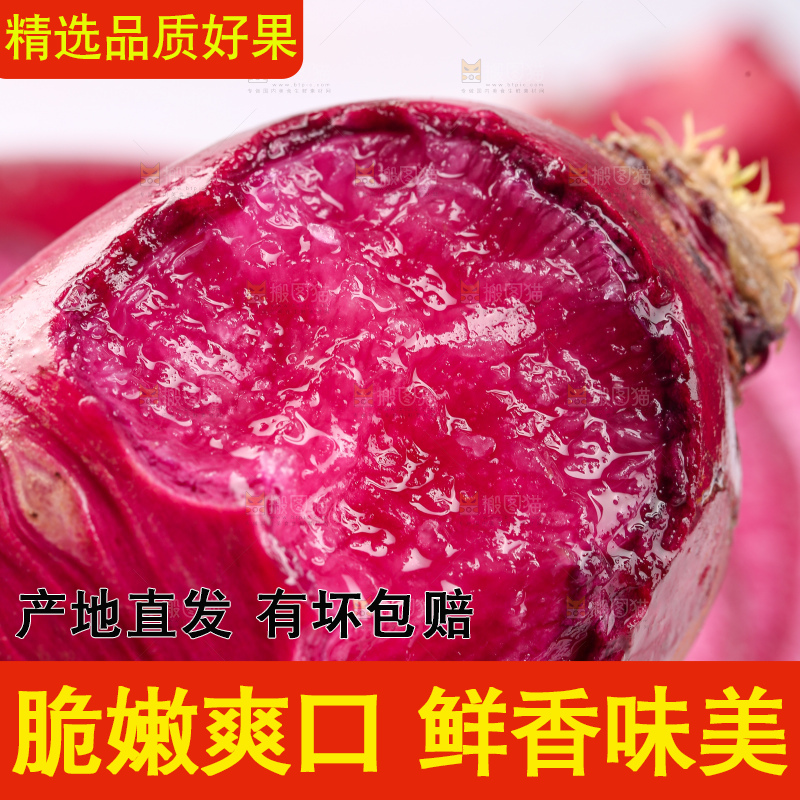 浅底上的紫美人萝卜