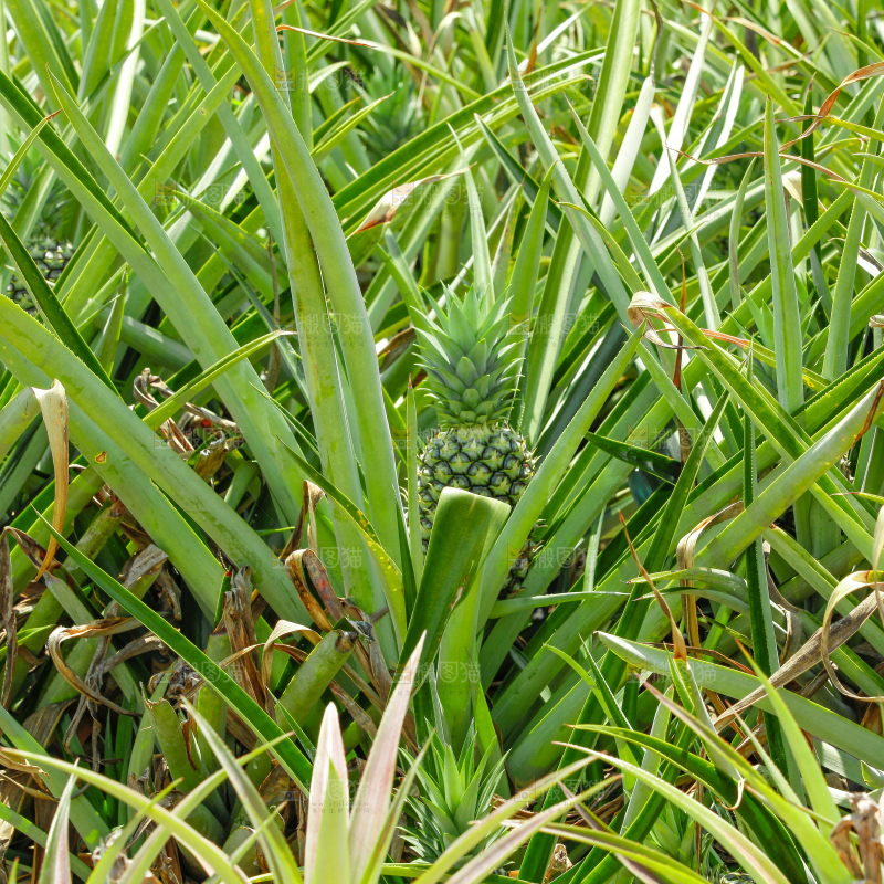 凤梨种植基地