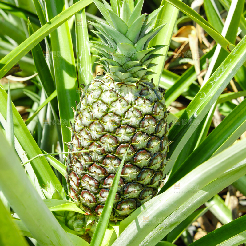凤梨种植