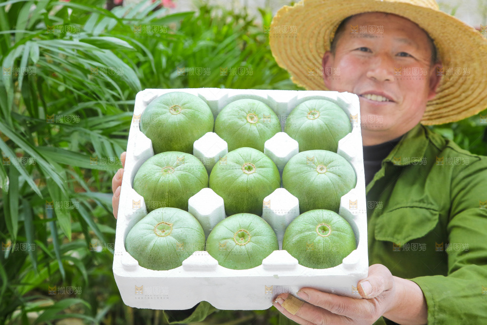 手里拿着绿宝甜瓜